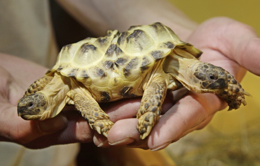 Ukraine Two-Headed Turtle