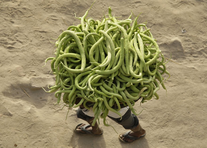 "India Cucumbers)