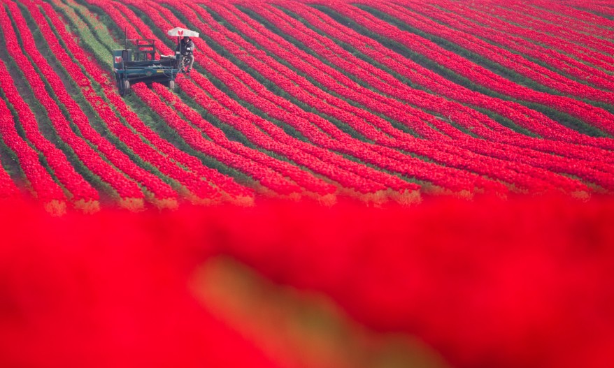 Germany Tulip Harvest