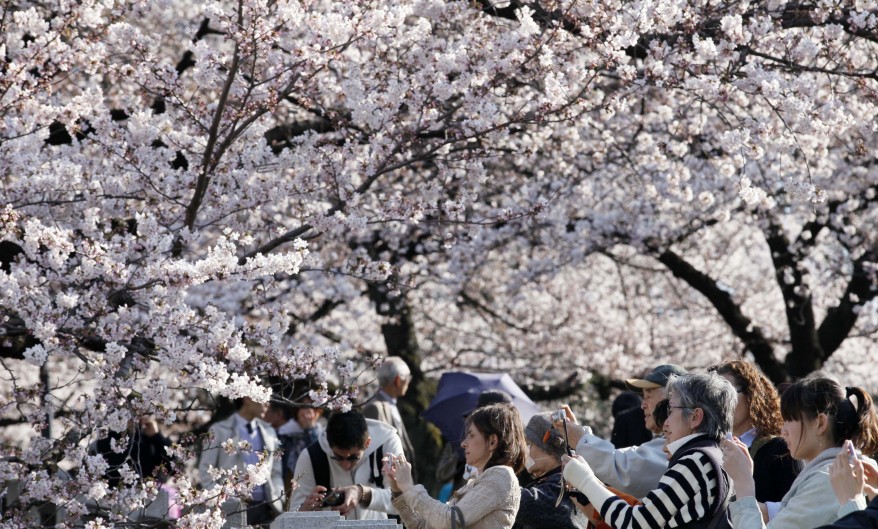 "Japan Cherry Blossoms"