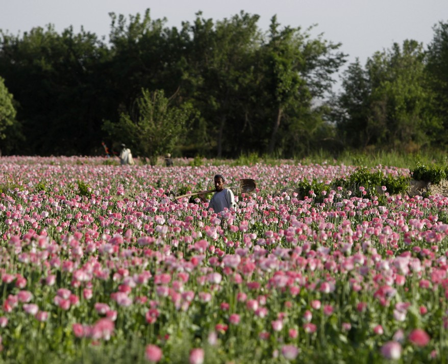 "Afghanistan Poppy"