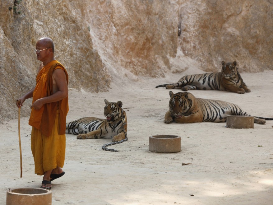 "Thailand Tigers"