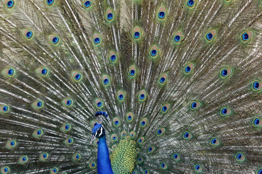 "California Peacock"