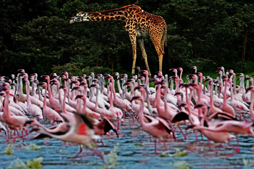 flamingo kenya