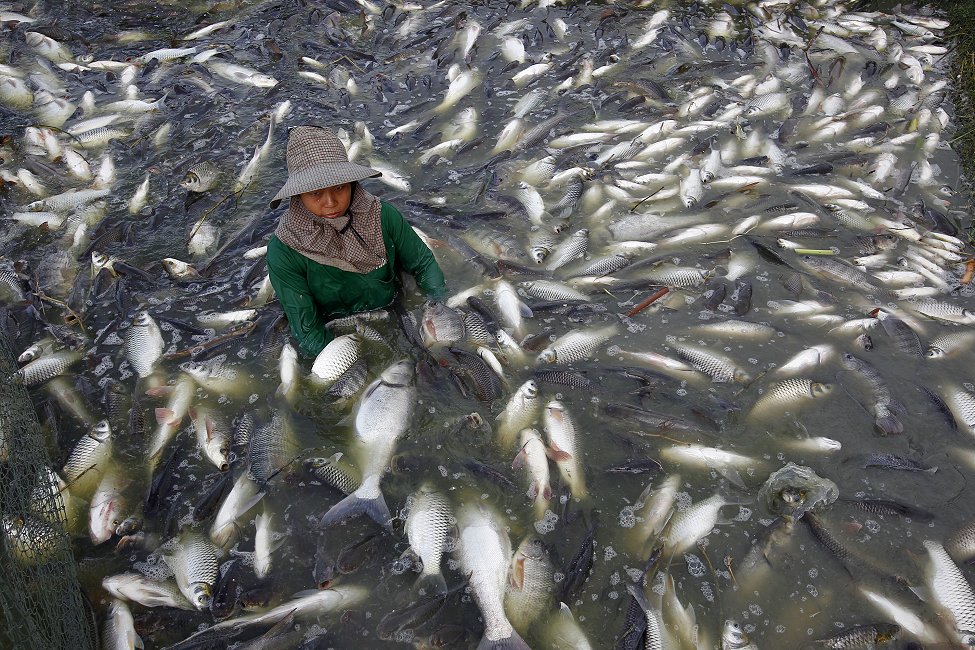 Thai Tilapia Fish Farm