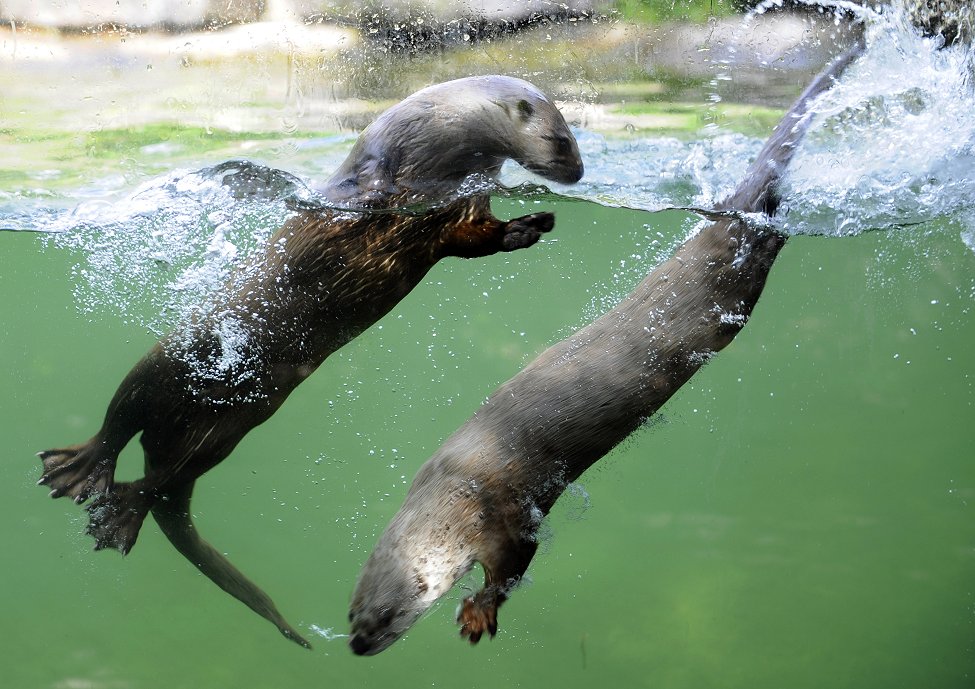 France Zoo Otters