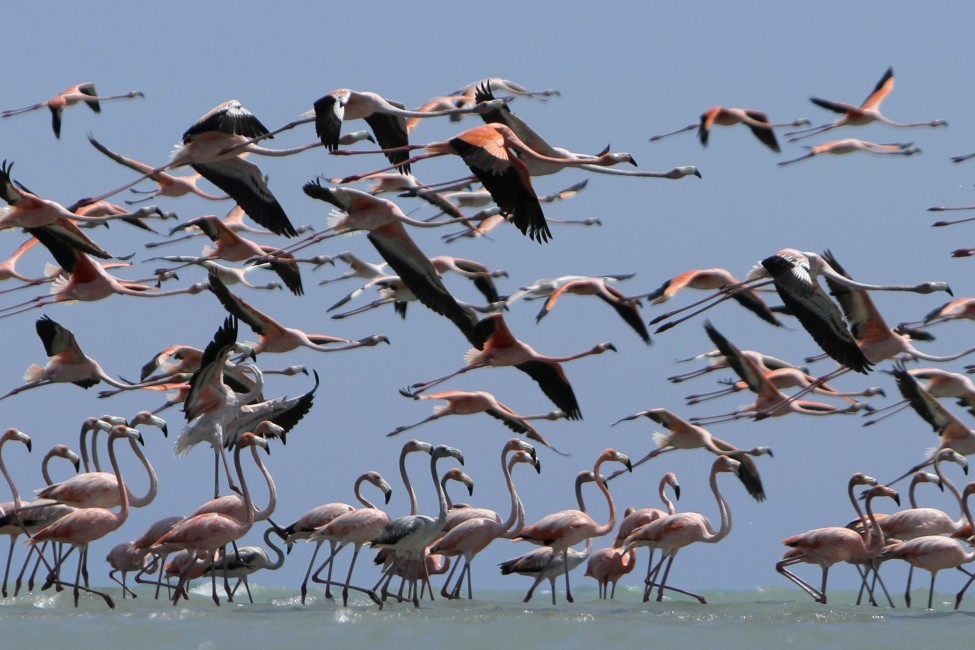 Colombia Flamingos