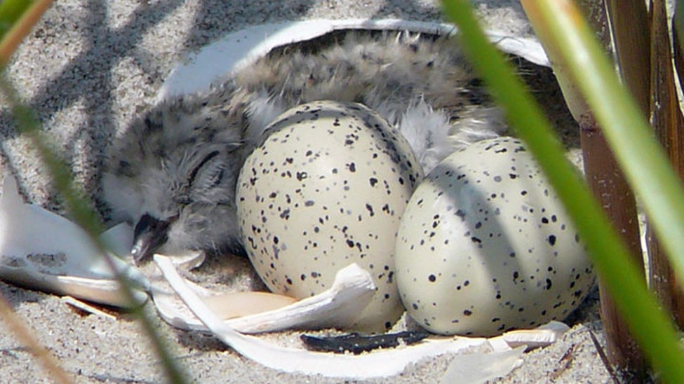 US Piping Plovers