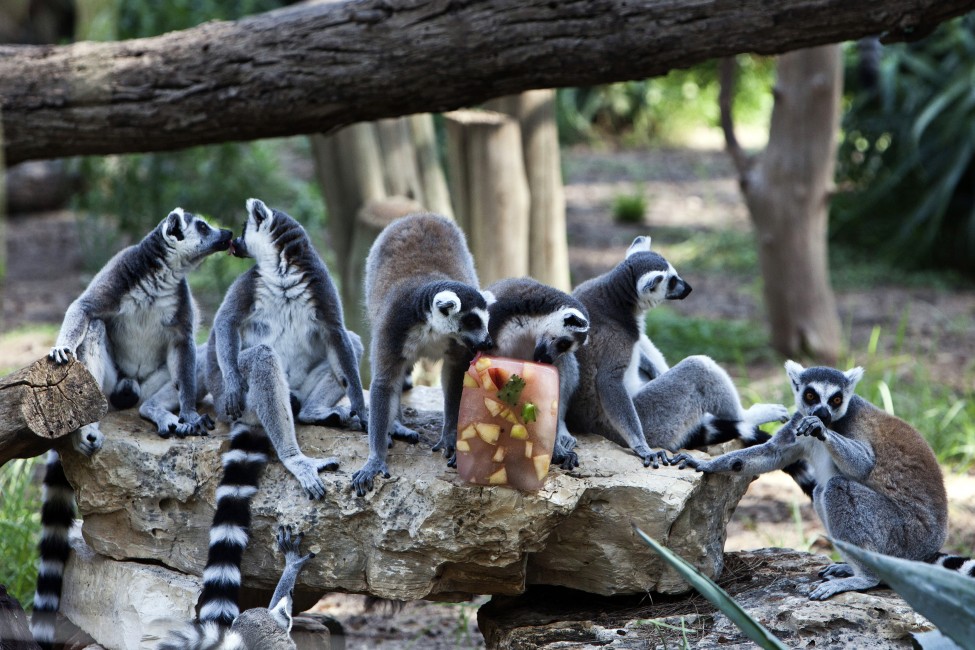 Israel Lemurs