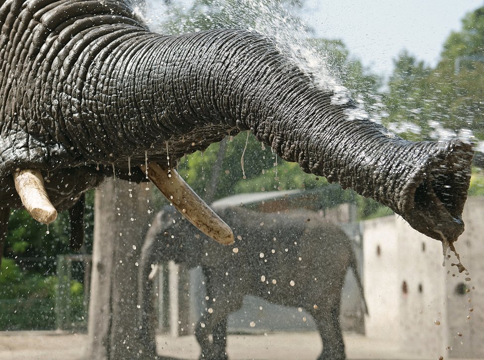 Germany Heat Zoo