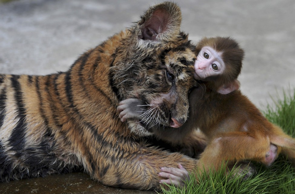 China Animals