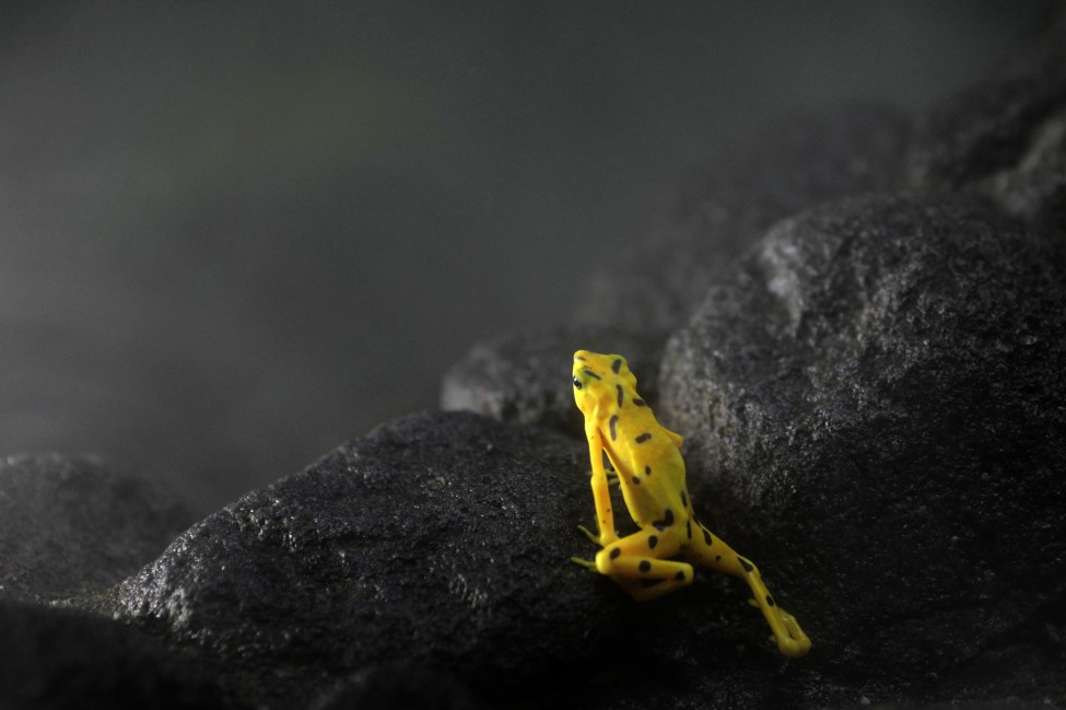 Panama Golden Frog