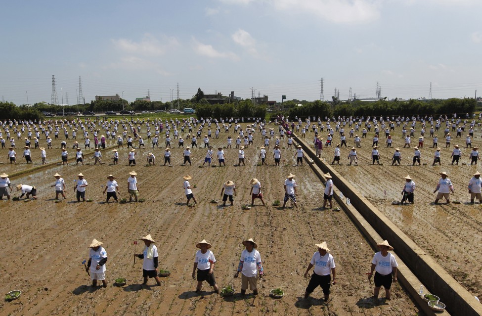 Taiwan Farmers Guinness Record