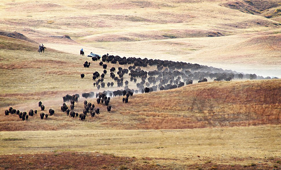 Buffalo South Dakota