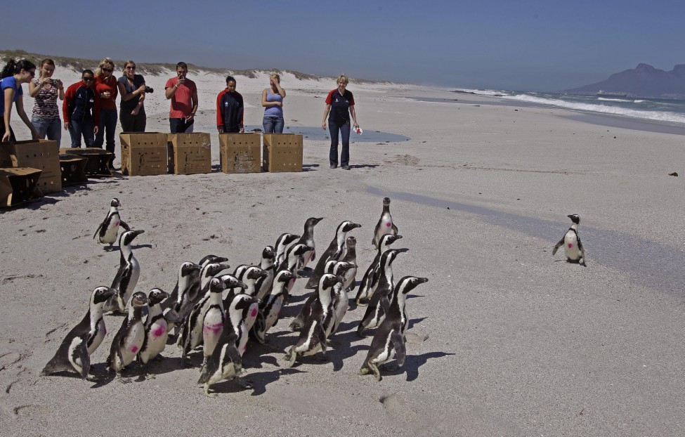 South Africa Penguin Release