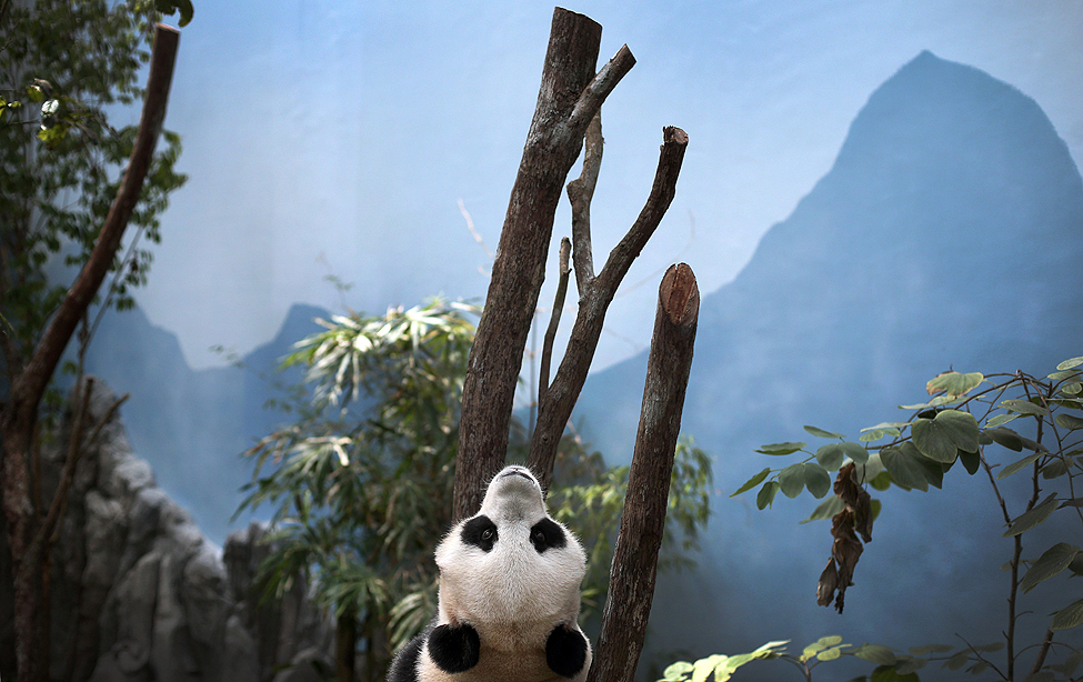 Singapore Giant Pandas