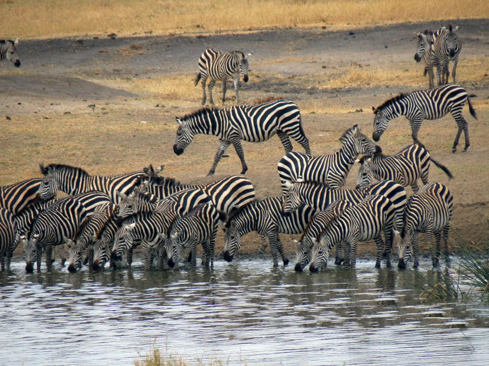 Tanzania Zebras