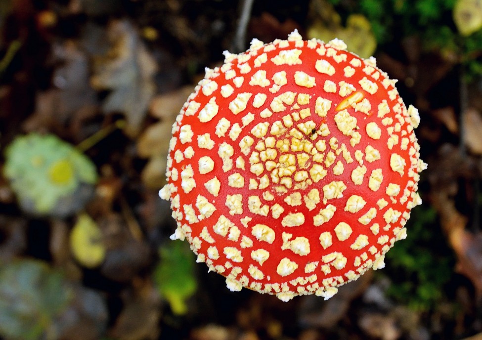 France Mushrooms