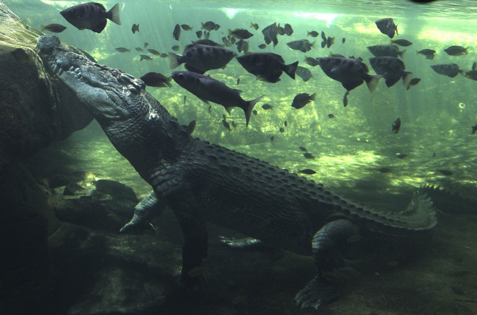 Australia Crocodile