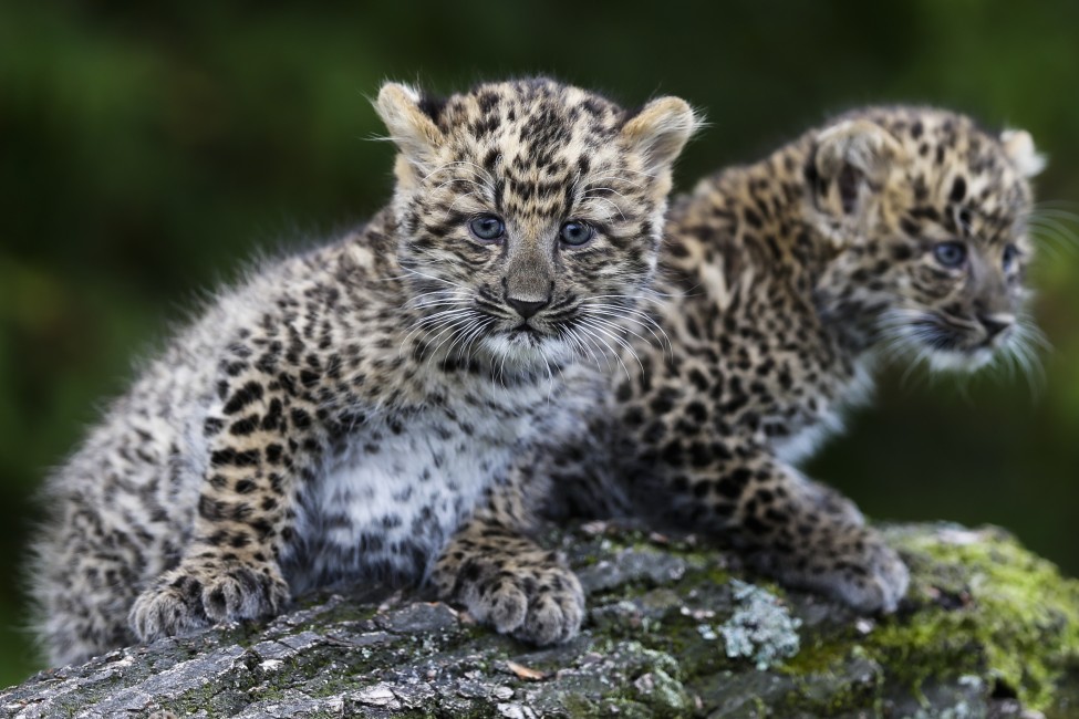 Germany North Chinese Leopard