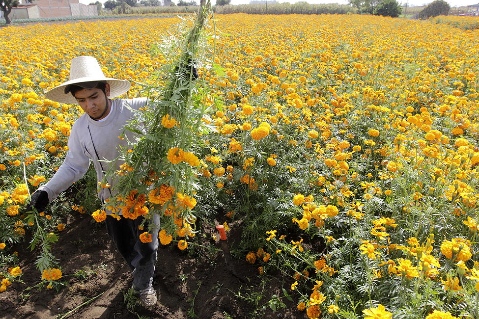 Mexico Marigold Harvest