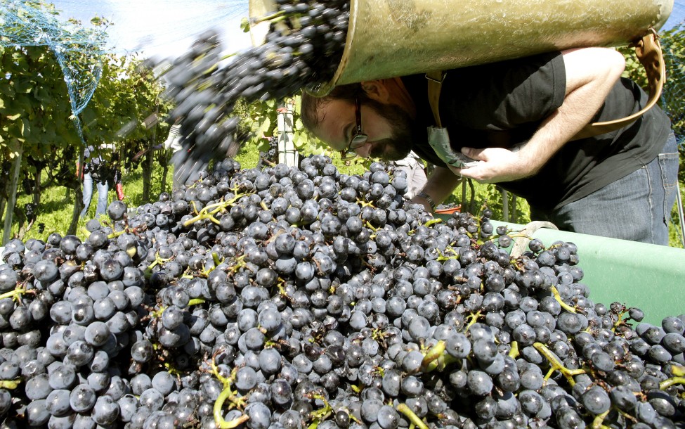 Switzerland Grapes