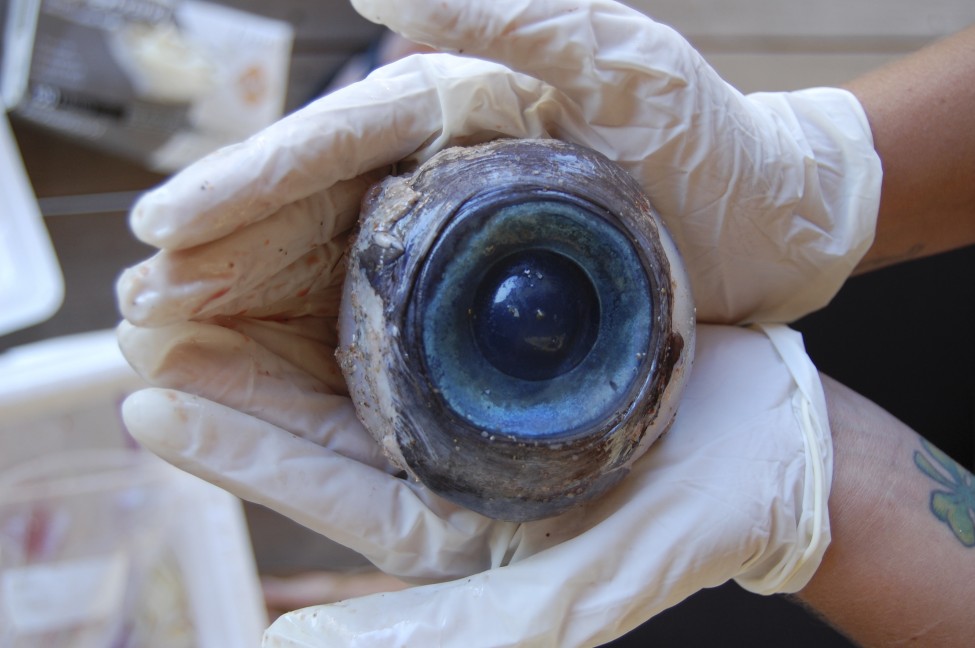 Florida Eyeball