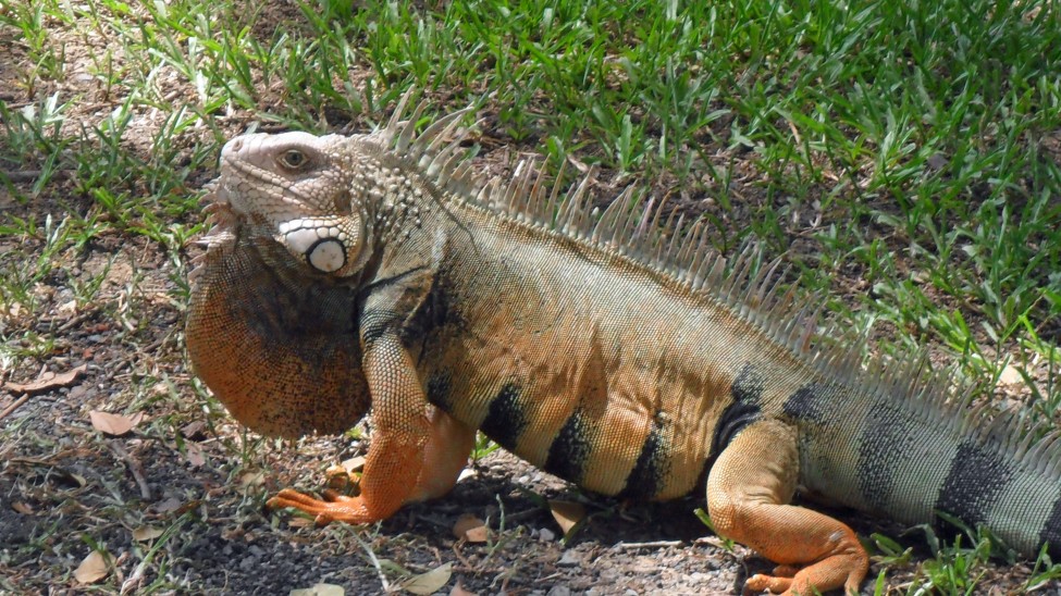 Puterto Rico Iguana