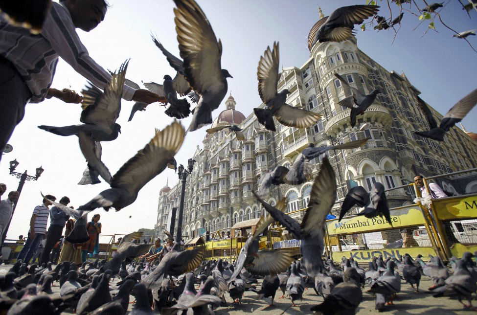 India Pigeons
