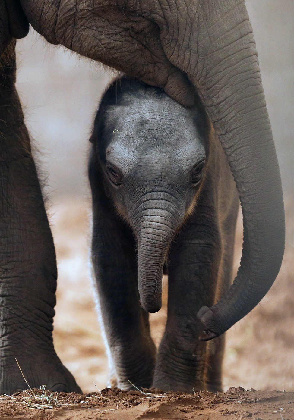 Britain Elephant