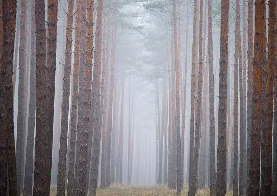 Germany Forest Fog