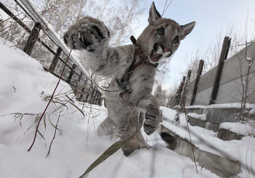 Puma Russia Zoo