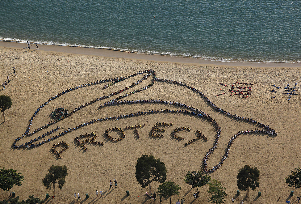 China Protect Dolphin