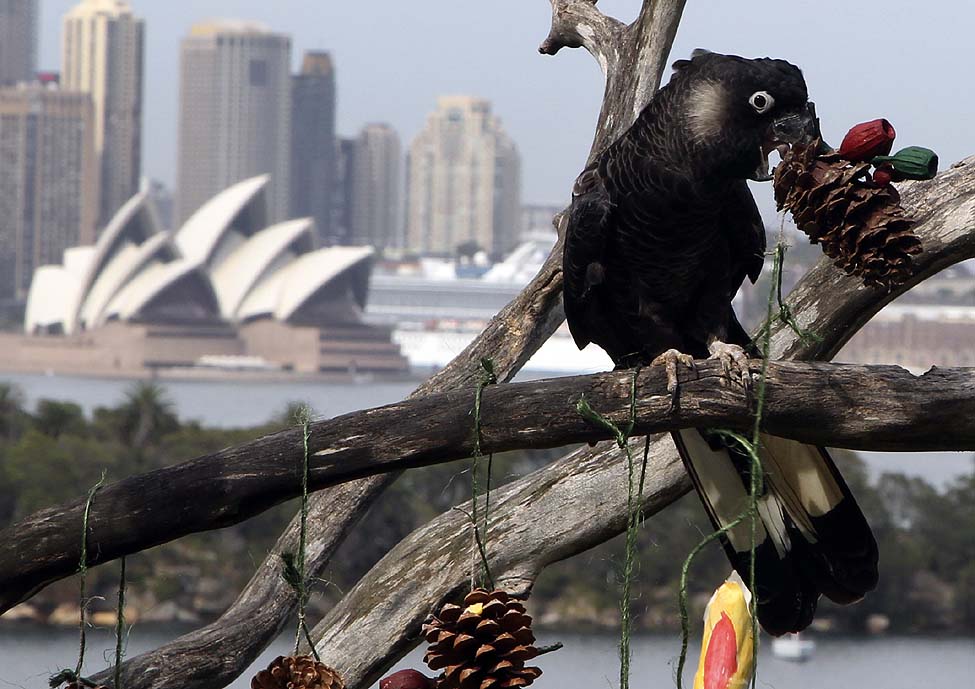 Zoo Christmas Treats