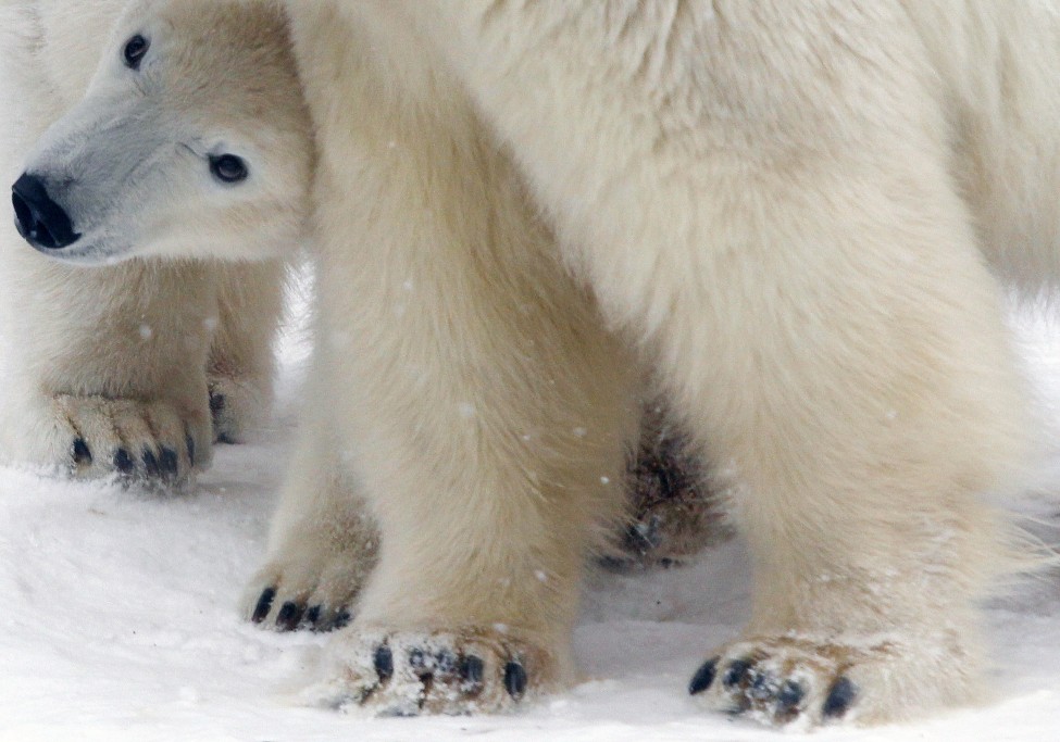 Russia Polar Bears