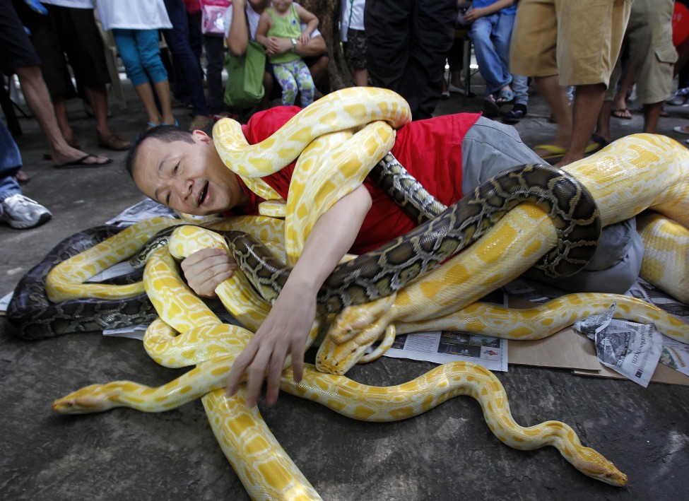 菲律宾马尼拉。弄蛇迎蛇年。(路透社)