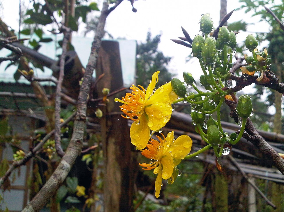 Vietnam Mai flower