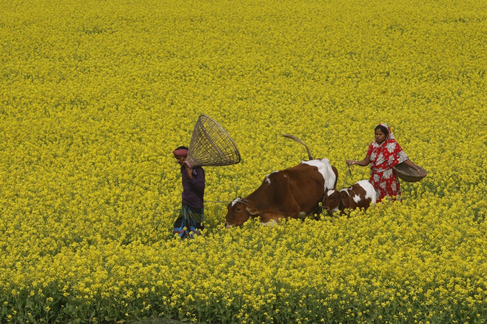 Bangladesh Daily Life