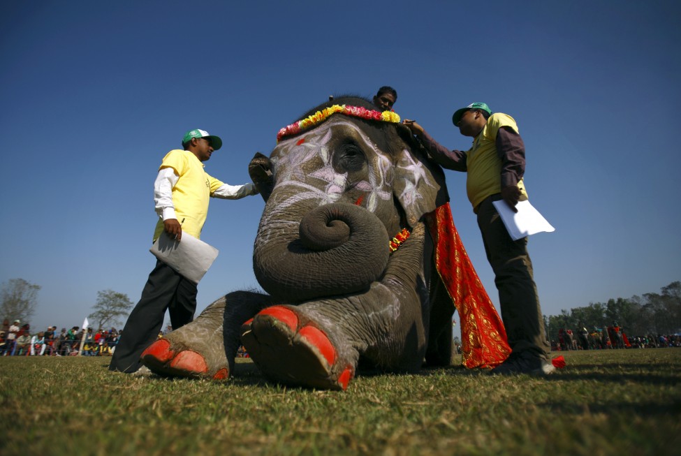 Nepal Elephant Beauty Contest