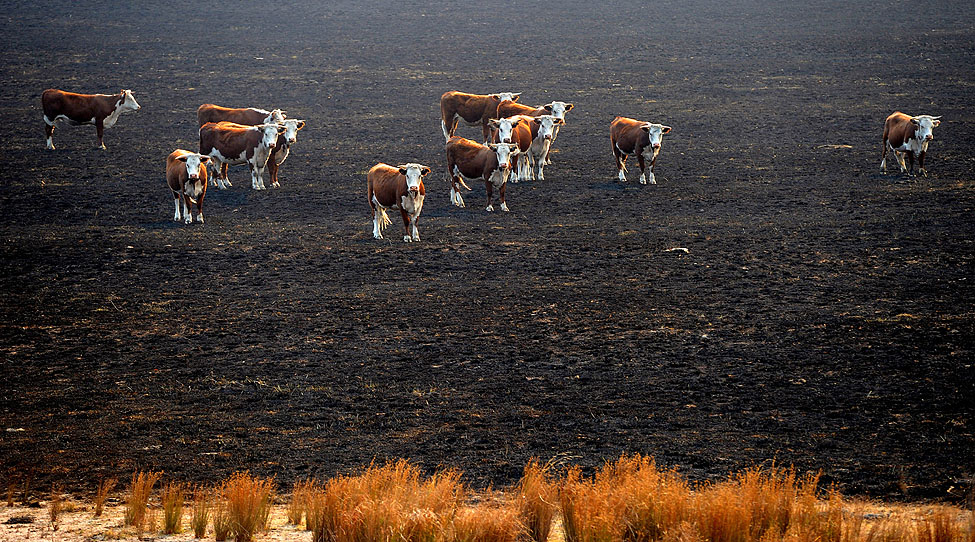 Australia Wildfires Cows