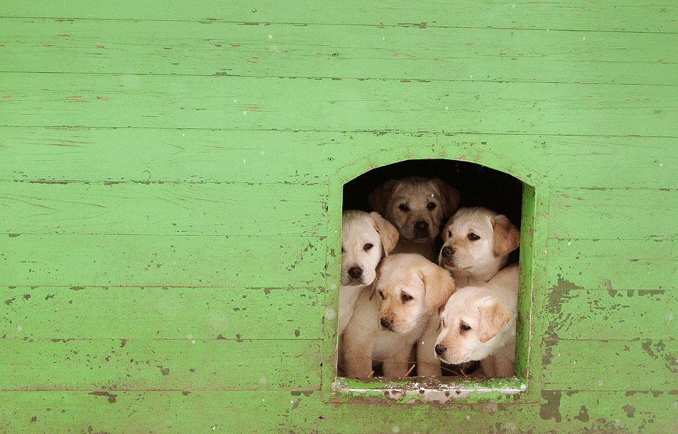 Belarus Guard Puppies