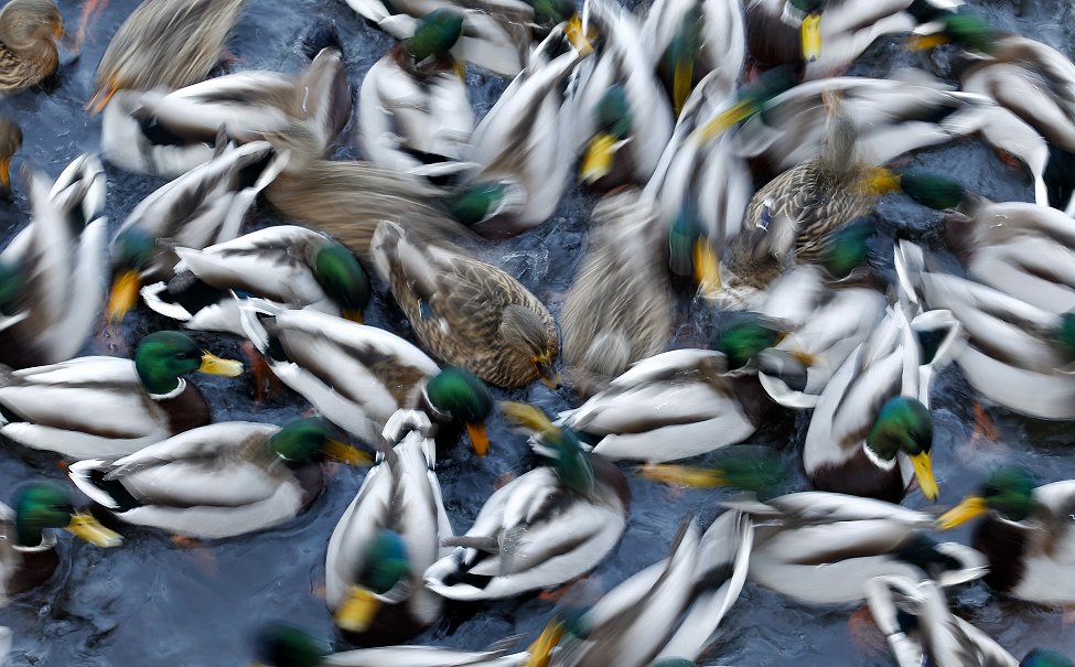 Warsaw Pond Ducks