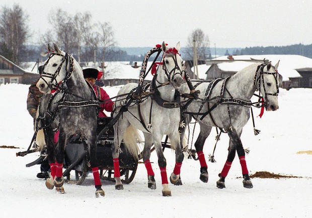 Российские лошадки любят пробежаться рысью по снегу. Тройка в Вологде. Фото: Лена.