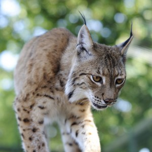 Has the lynx been shrinking in size?  If so, is global climate change to blame? (Photo: dogrando via flickr)
