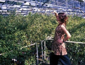 Researcher Leslie McGinnis peers through a "forest" of chili plants being grown in the University of Washington Botany Greenhouse.  (Photo: Haley Morris)