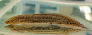 The African lungfish (Protopterus annectens) displays primitive walking behaviors in controlled conditions. (Photo: Yen-Chyi Liu/University of Chicago)