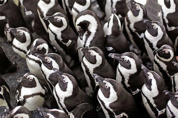 African penguins gather to keep warm as others are fed sardines by staff at the South African Foundation for the Conservation of Coastal Birds after they were recently found covered in oil on Robben Island, Cape Town, South Africa. (Photo: AP Photo/Schalk van Zuydam)