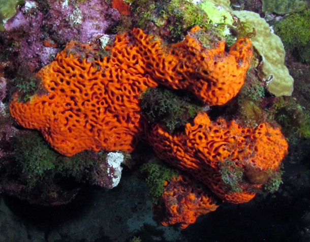 An orange elephant ear sponge or Agelas clathrodes that was found in NOAA's Flower Garden Banks National Marine Sanctuary located in the Gulf of Mexico.  (Photo: NOAA)