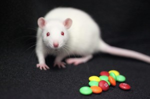 When researchers injected extra opiate-like drug stimulation into the top of the neostriatum in rats, it caused the animals to eat twice the normal amount of sweet fatty food. (Photo: Alexandra Difeliceantonio)