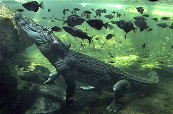 A 700kg crocodile called Rex calmly waits just beneath the water's surface for some food after coming out of a three-month hibernation at the Wild Life Sydney zoo in Sydney, Australia. (Photo: AP)